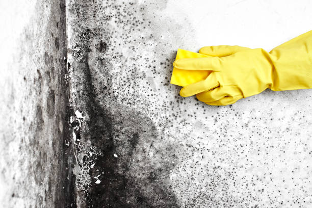Best Mold Prevention Services  in Beechwood, MS